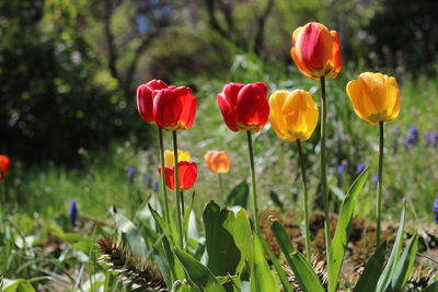 Close-up of tulips blooming on field