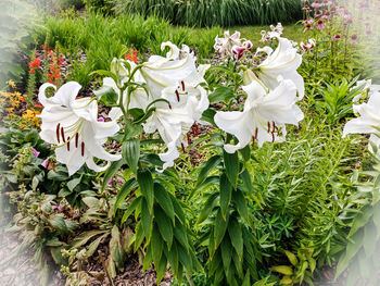 White flowers growing outdoors