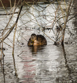 Mallard duck swimming on lake