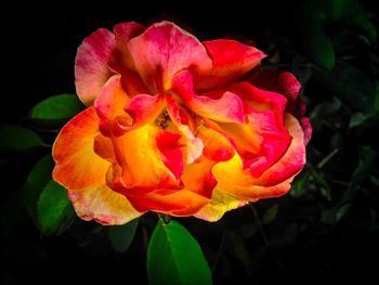 Close-up of orange rose