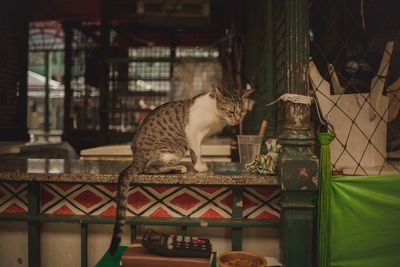 Cat sitting on table