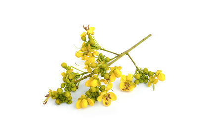 Close-up of yellow flowering plant against white background