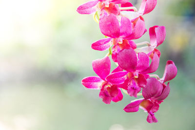 Close-up of pink flowering plant