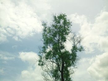 Low angle view of trees against cloudy sky