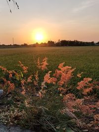 Scenic view of field against sky during sunset