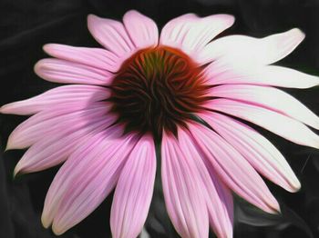 Close-up of pink flower