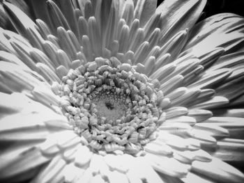 Close-up of flower blooming outdoors