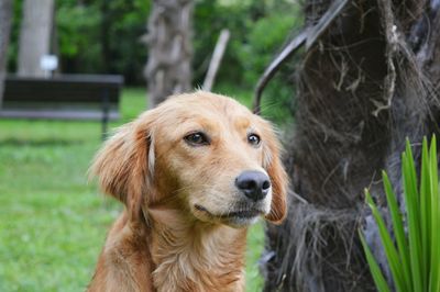 Close-up portrait of dog