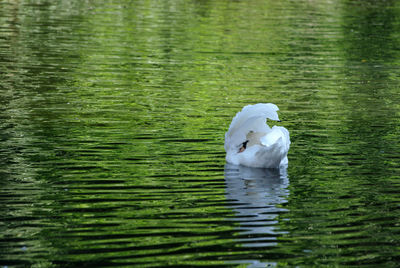 Swan swimming in lake