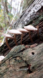 Close-up of lizard