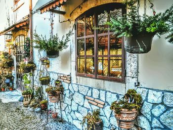 Potted plants in house