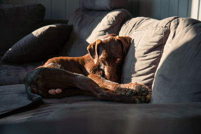 Dog relaxing on sofa at home