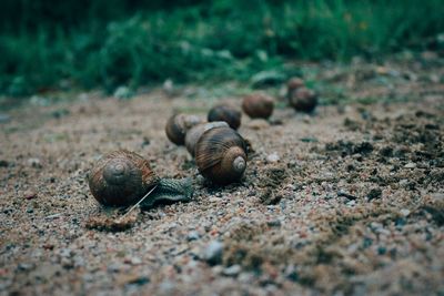 Close-up of snail on land