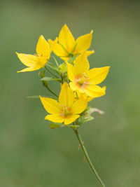 Close-up of yellow flowers blooming outdoors