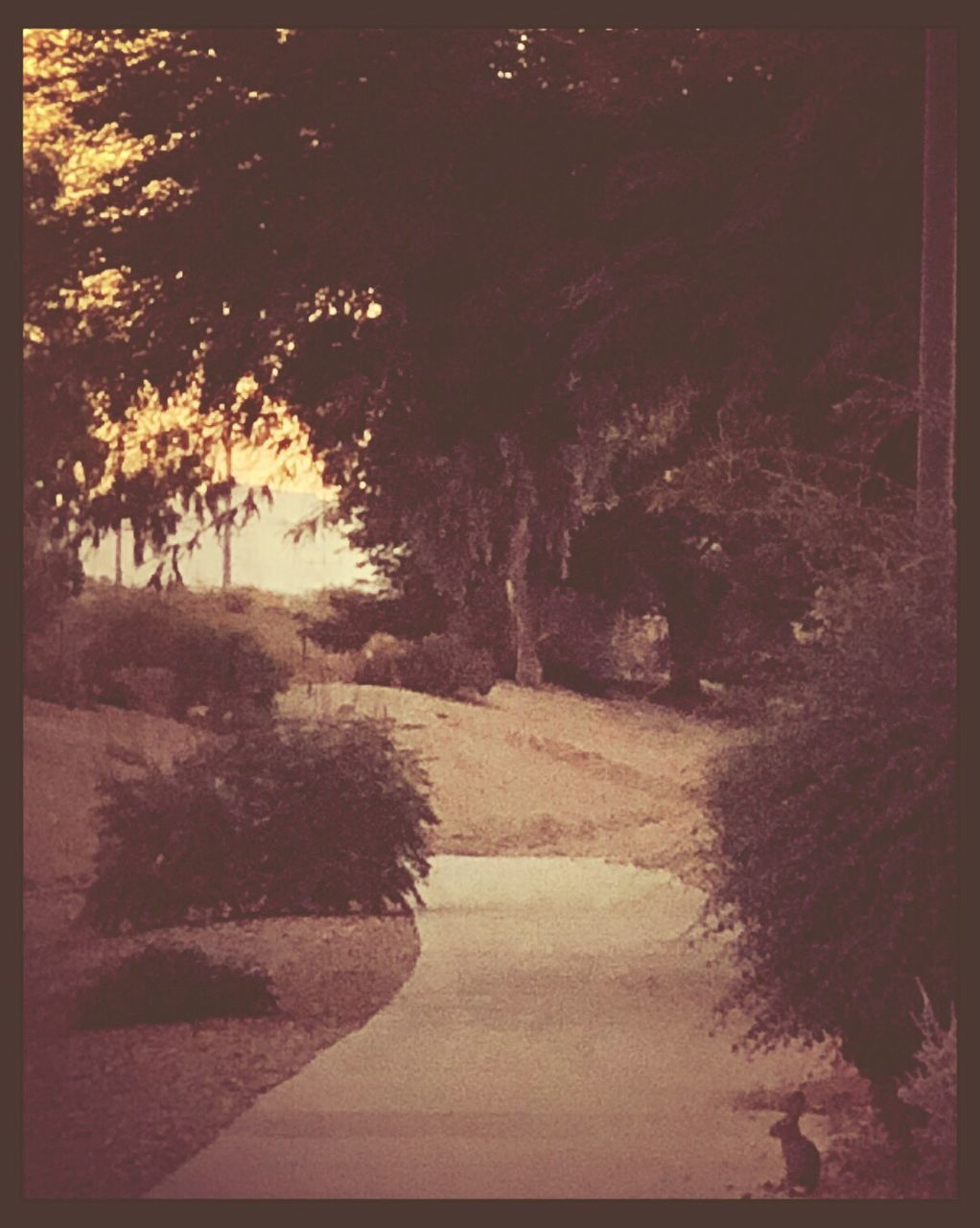 tree, nature, tranquil scene, road, no people, outdoors, tranquility, scenics, water, day, landscape, beauty in nature, scenery, sky