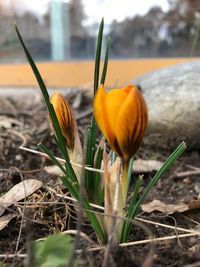 Close-up of yellow crocus flowers on field