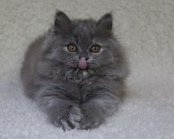 Close-up portrait of cat