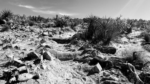 View of trees growing on rock against sky