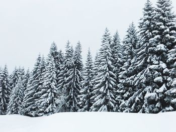 Snow covered pine trees in forest against sky