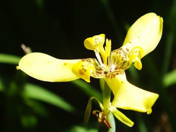 Close-up of yellow flower