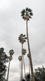 Low angle view of coconut palm trees against sky