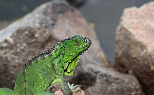 Close-up of lizard on rock