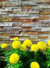 Close-up of yellow flowers blooming outdoors