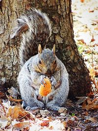 Close-up of squirrel on tree trunk