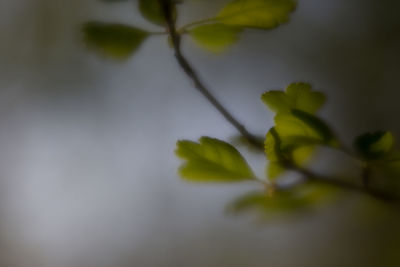 Close-up of flowering plant