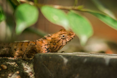 Close-up side view of a lizard