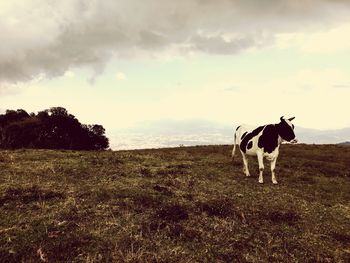 Horse standing on field against sky