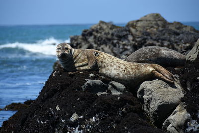 Seal on rock at beach against sky