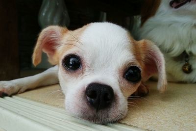 Close-up portrait of puppy lying down on floor