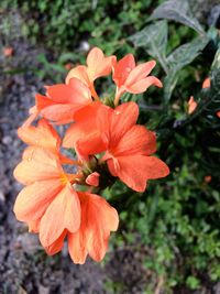 Close-up of orange hibiscus blooming outdoors