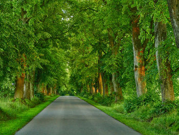 Empty road amidst trees