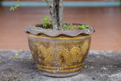 Close-up of potted plant on table