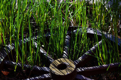 Close-up of bamboo plants on field