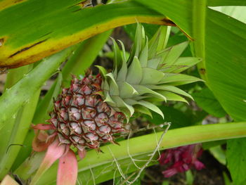 Close-up of fresh flowers growing on plant