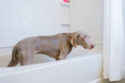 Dog lying in bathroom