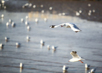 Seagull flying over sea