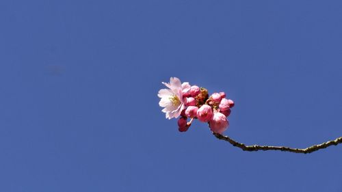 Low angle view of flower blooming against clear blue sky