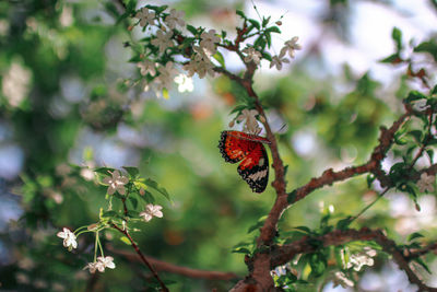 Close-up of butterfly on flower