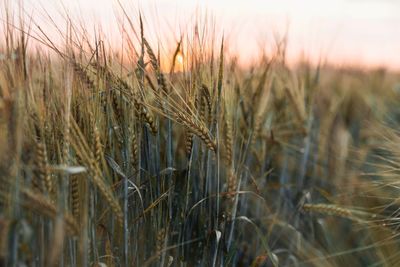 Close-up of stalks in wheat field