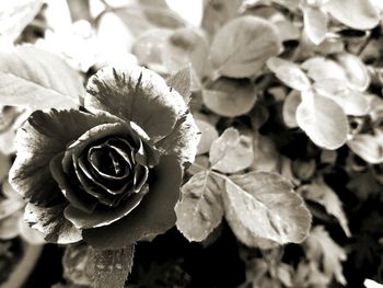 Close-up of rose blooming outdoors