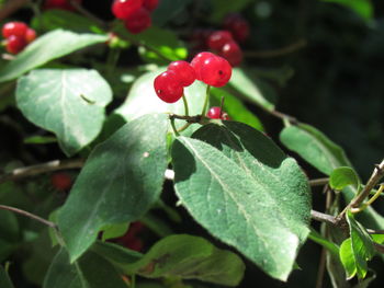 Close-up of insect on plant