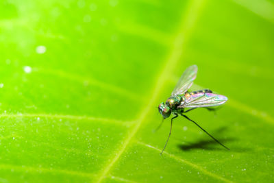 Close-up of insect on plant