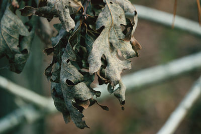 Close-up of dry leaves hanging on plant