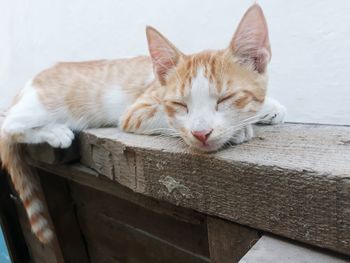 Close-up of ginger cat sleeping on wood