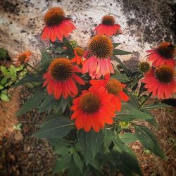 Close-up of red flower