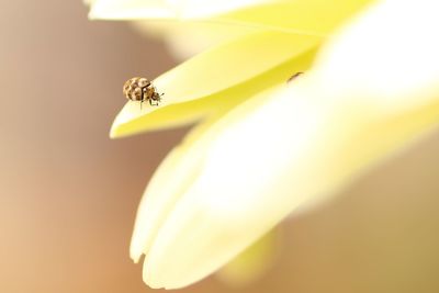 Close-up of insect on yellow flower